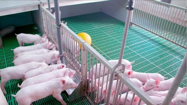 Mô hình chăn nuôi hữu cơ theo công nghệ vi sinh đẩy lùi dịch tả lợn châu Phi - kythuatcanhtac.com
