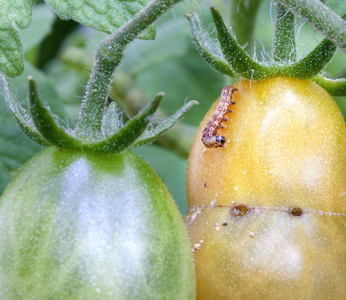 Mẹo trồng cà chua - kythuatcanhtac.com
