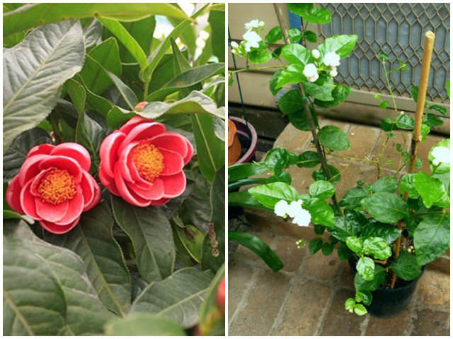 5 loại hoa nở đẹp lại dễ trồng, để trong bóng râm lâu ngày vẫn phát triển tốt - kythuatcanhtac.com