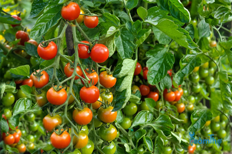 Top 10 bí kíp giúp bạn trồng cà chua ngon nhất - kythuatcanhtac.com