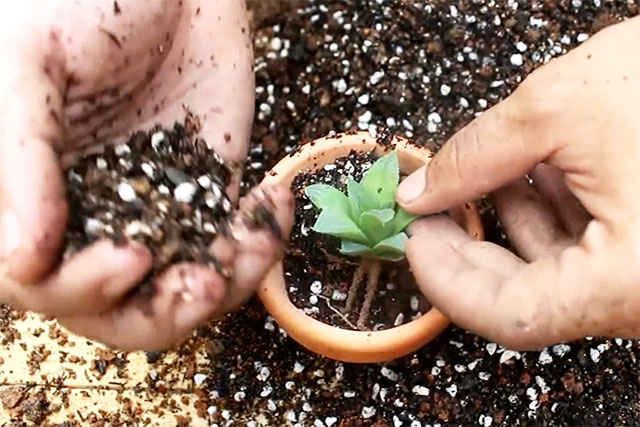 Cách trồng sen đá trong chậu 1 - kythuatcanhtac.com