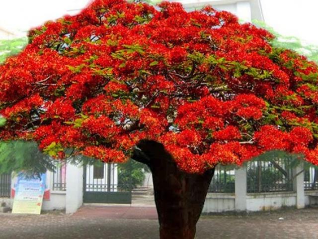 Cây Phượng Vĩ - Đặc điểm, cách trồng và ý nghĩa loài cây hoa của mùa hè - kythuatcanhtac.com