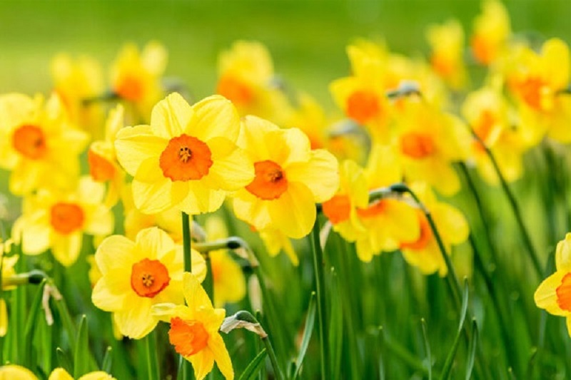 Ý nghĩa các màu hoa Thủy Tiên và cách trồng giúp hoa nở đẹp rực rỡ - 4 - kythuatcanhtac.com