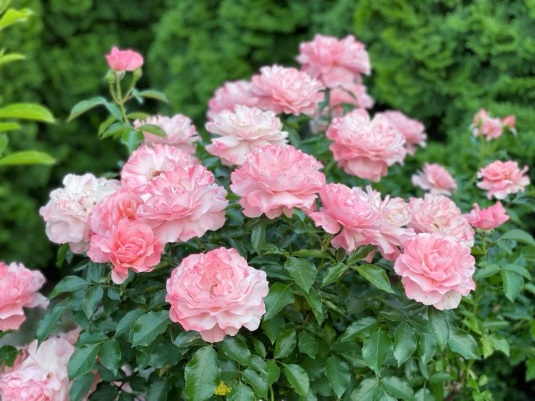 Mẹ Việt trồng đủ loại hoa hồng ở Đức, khu vườn 300m2 đẹp như truyện cổ tích - 13 - kythuatcanhtac.com