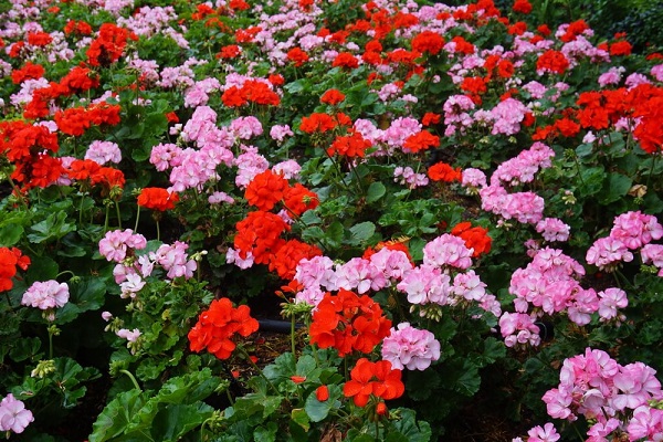 Hoa Phong Lữ Thảo: Đặc điểm, ý nghĩa và cách trồng ra hoa đẹp - 1 - kythuatcanhtac.com