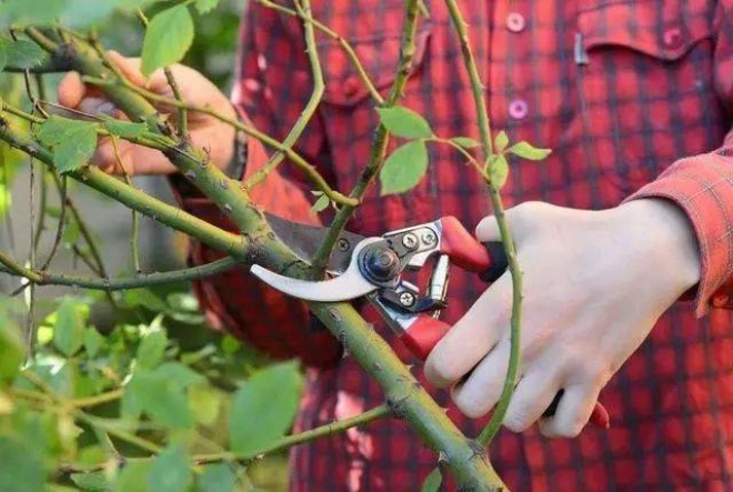 Mạnh tay cắt tỉa để cây cảnh của bạn khỏe mạnh, nảy mầm xanh tươi, ra hoa rực rỡ - 5 - kythuatcanhtac.com