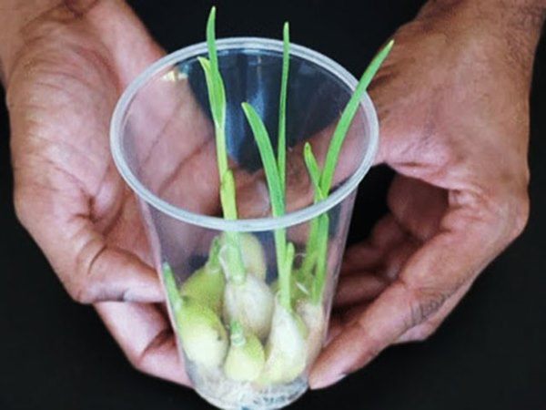 Học cách người thông minh trồng tỏi chỉ với 1 cốc nước, quanh năm không phải đi mua - 3 - kythuatcanhtac.com