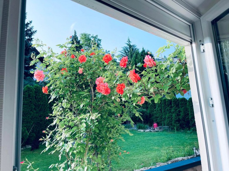 Mẹ Việt trồng đủ loại hoa hồng ở Đức, khu vườn 300m2 đẹp như truyện cổ tích - 12 - kythuatcanhtac.com