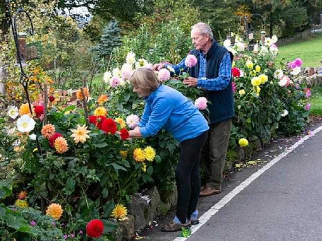 Cặp vợ chồng già bị chính quyền ép chặt bỏ vườn hoa, nghe đến lý do ai cũng phẫn nộ - kythuatcanhtac.com