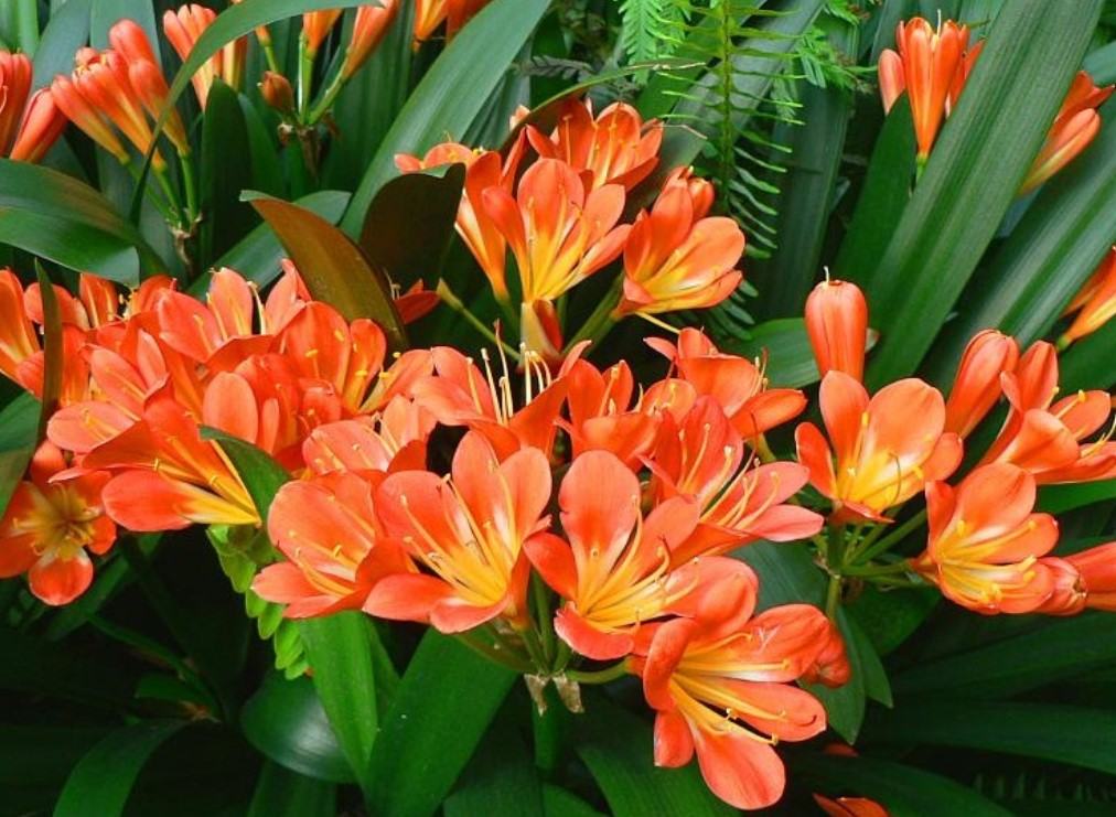 Hoa lan quân tử - Loại hoa có ý nghĩa phong thủy đem lại tài lộc và may mắn 16 - kythuatcanhtac.com