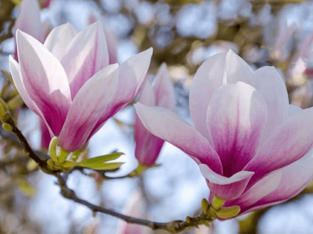 Cây Hoa Mộc Lan - Ý nghĩa và cách trồng giúp hoa nở đẹp - kythuatcanhtac.com