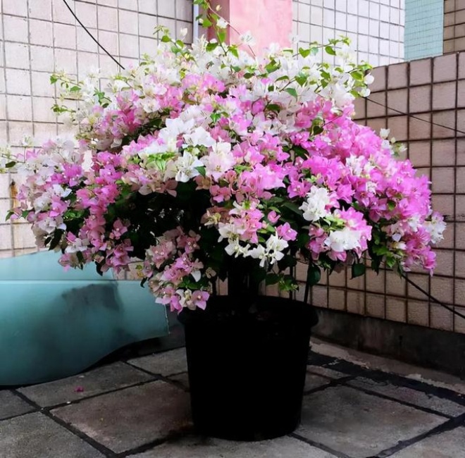 Loại hoa này nên ngắt cành vào mùa xuân, càng mạnh tay hoa càng bùng nổ, nở tung - 3 - kythuatcanhtac.com