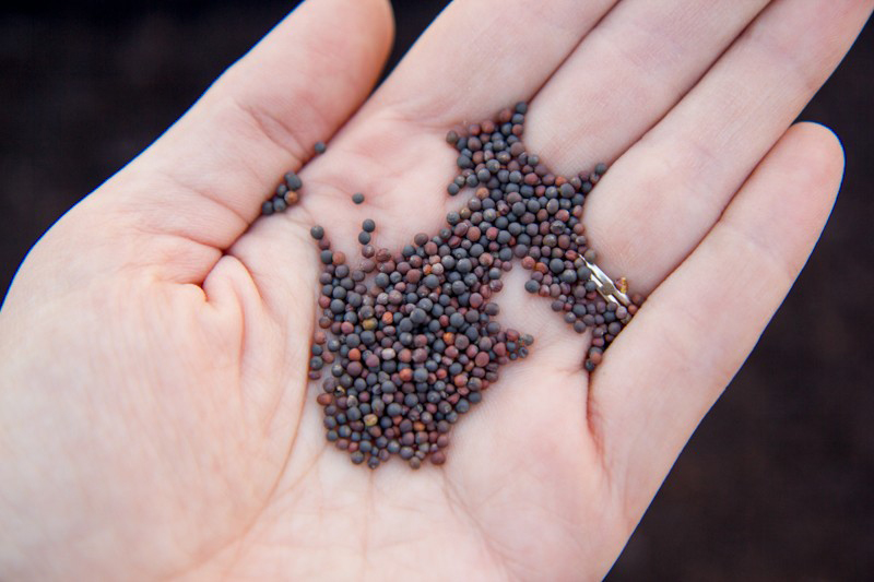 Bước 2: Ngâm hạt giống kích thích tỷ lệ mọc mầm - kythuatcanhtac.com