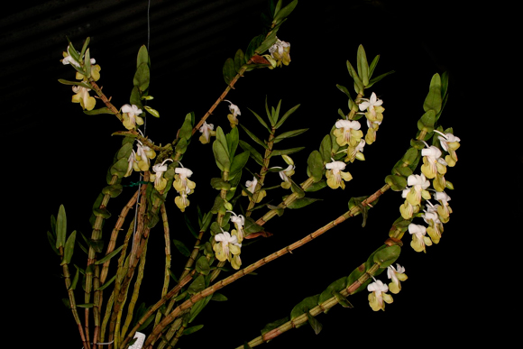 Dendrobium Ellipsophyllum - kythuatcanhtac.com