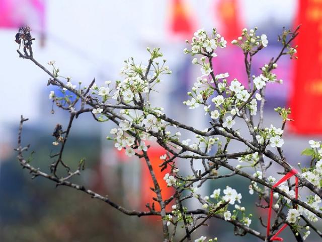 Hoa Lê trắng - Đặc điểm, ý nghĩa và cách trồng loài hoa của Tây Bắc - kythuatcanhtac.com