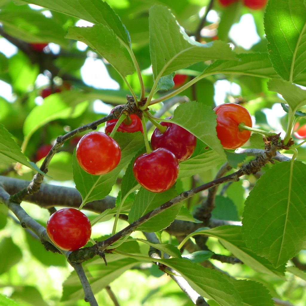 Bí kíp cắt tỉa cành cây cherry cho quả phát triển tốt nhất - kythuatcanhtac.com