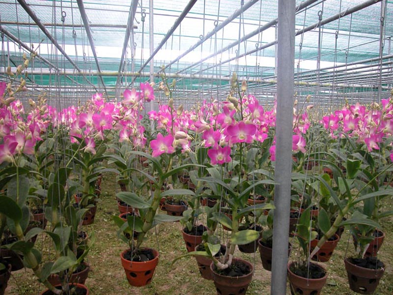 Kỹ thuật trồng và chăm sóc hoa lan dendro - kythuatcanhtac.com