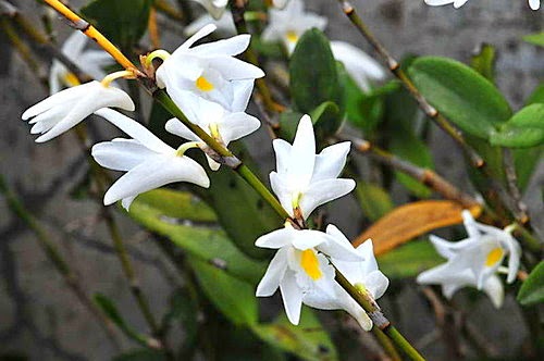 Lan bạch câu – Dendrobium crumenatum - kythuatcanhtac.com