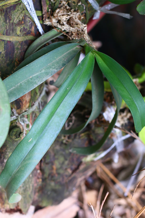 Cây lan thiếu sáng lá có màu xanh đậm, mỏng và vươn dài - kythuatcanhtac.com