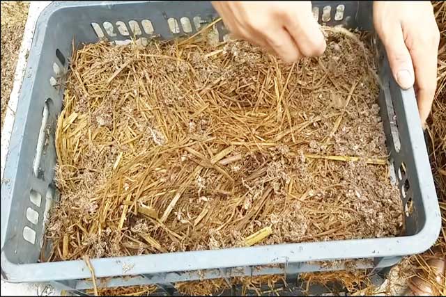 Cách trồng nấm rơm tại nhà - kythuatcanhtac.com