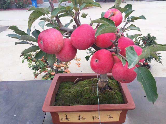 Cây táo đỏ lùn - kythuatcanhtac.com