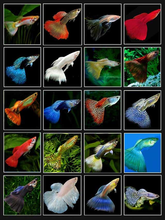 Cá 7 màu - cá cảnh đẻ con - kythuatcanhtac.com