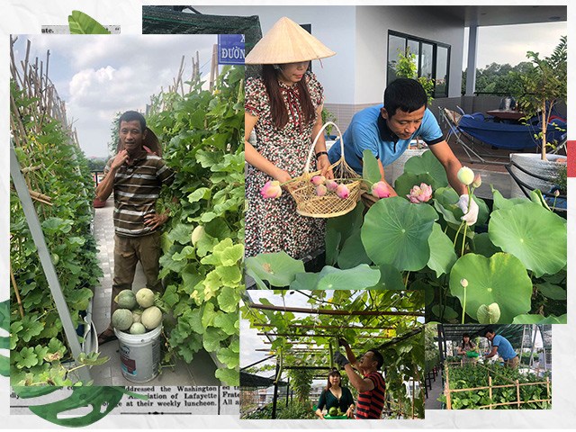 Bố Sài Gòn biến sân thượng thành vườn rau, ăn không hết phải nài nỉ hàng xóm sang lấy về - kythuatcanhtac.com