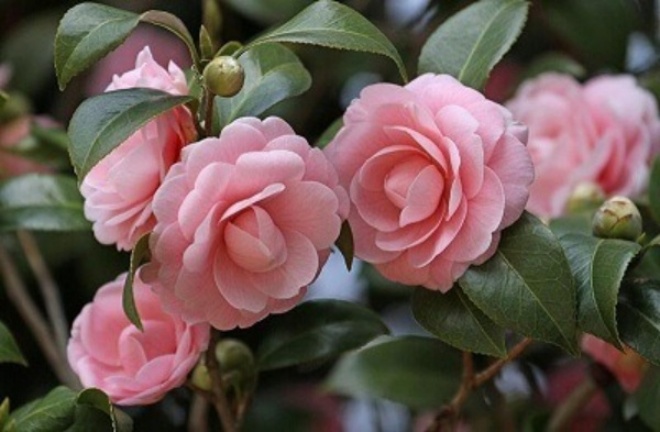 3 loại hoa có mùi thơm như nước hoa, chỉ cần nở một bông cũng đủ thơm cả nhà - 4 - kythuatcanhtac.com