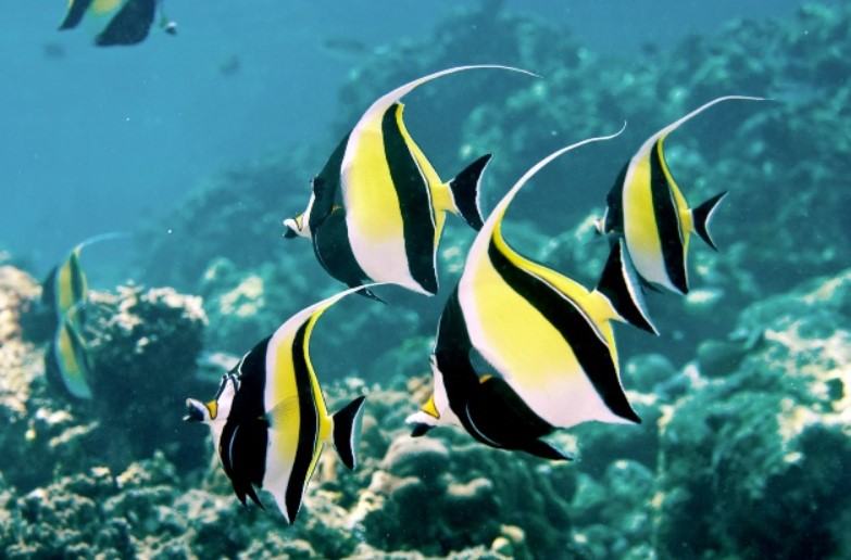 Cá cảnh - Những loài cá cảnh phổ biến nhất hiện nay 31 - kythuatcanhtac.com