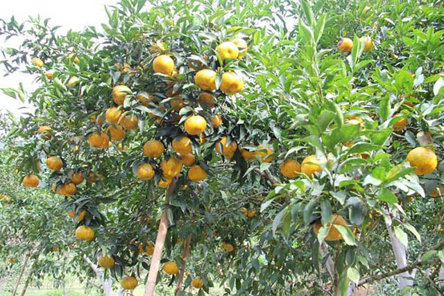 Cam cao phong - cây ăn trái dễ trồng - kythuatcanhtac.com