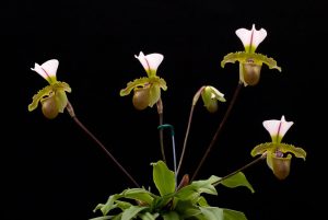 Cách phát hiện và điều trị bệnh cho lan hài - Slipper Orchid - kythuatcanhtac.com