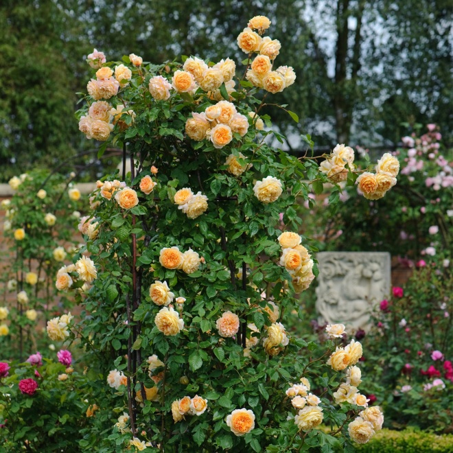 2 loại hoa hồng này là amp;#34;vua hoaamp;#34;, khi nở biến tường thành biển hương, thơm nức - 3 - kythuatcanhtac.com