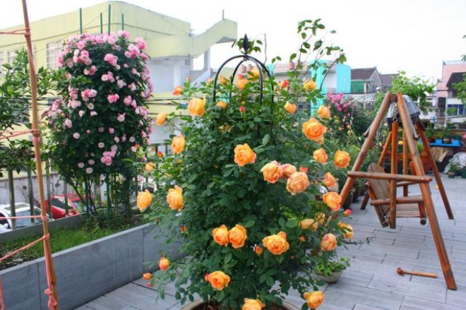 Chậu hoa hồng ngoại lâu bung nở, chỉ cần 4 thao tác nhỏ bạn có thể thu hoạch cả vườn - 3 - kythuatcanhtac.com
