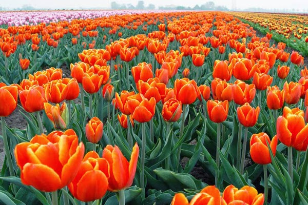 Ý nghĩa hoa Tulip vàng, đỏ, trắng, hồng, tím trong tình yêu và đời sống - 8 - kythuatcanhtac.com
