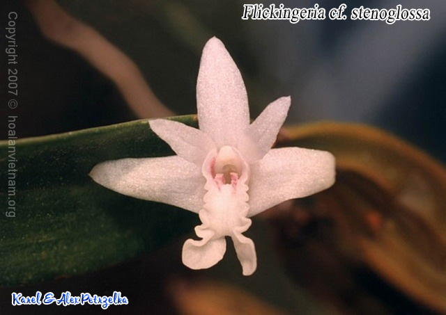 Flickingeria stenoglossa - Thạch hộc mảnh - kythuatcanhtac.com
