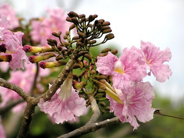 Cây Kèn Hồng có ý nghĩa và cách trồng cây Chuông Hồng ra hoa đẹp - 2 - kythuatcanhtac.com