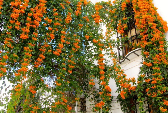 Những loại hoa lạ mùa hè này nhất định phải trồng một cây, hoa nở tung suốt 3 tháng - 3 - kythuatcanhtac.com