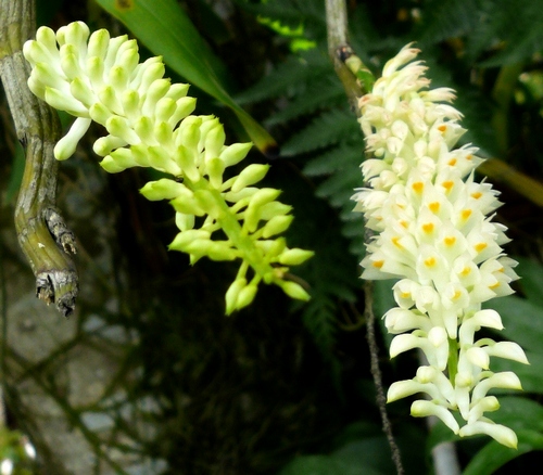 lan-bao-hy-dendrobium-secundum-2 Lan báo hỷ - Dendrobium Secundum - kythuatcanhtac.com