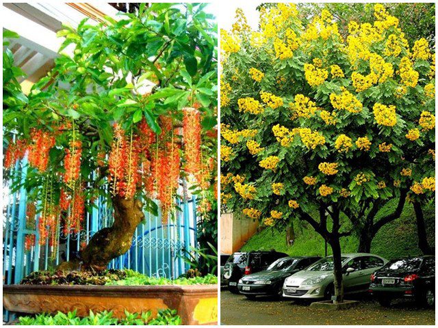 6 loại cây bóng mát ít rụng lá, hoa nở đẹp, nhà nào cũng nên trồng một cây trước cửa - kythuatcanhtac.com