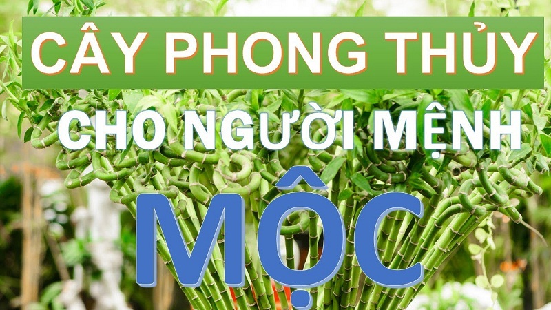 Menh Moc Hop Cay Gi 1 - kythuatcanhtac.com