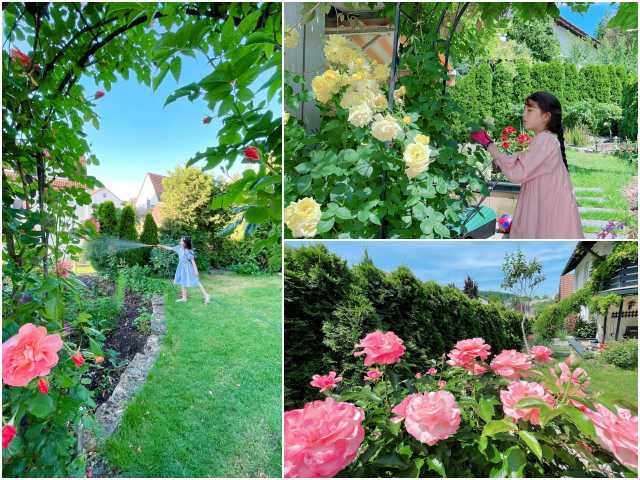 Mẹ Việt trồng đủ loại hoa hồng ở Đức, khu vườn 300m2 đẹp như truyện cổ tích - kythuatcanhtac.com