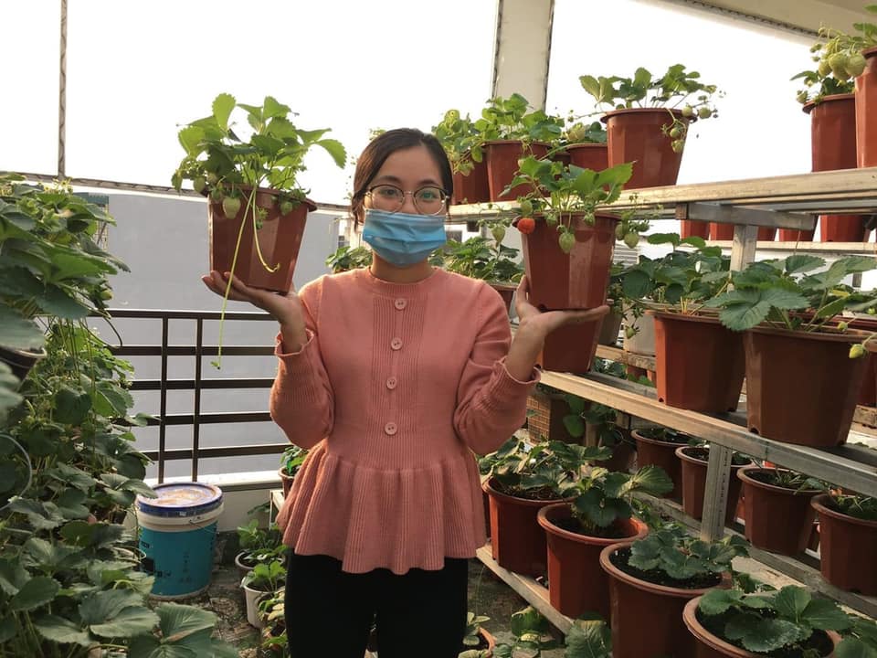 Mẹ đảm Vĩnh Phúc bày cách trồng dâu tây tại nhà đảm bảo dễ, thu nửa kg trái mỗi ngày - 1 - kythuatcanhtac.com