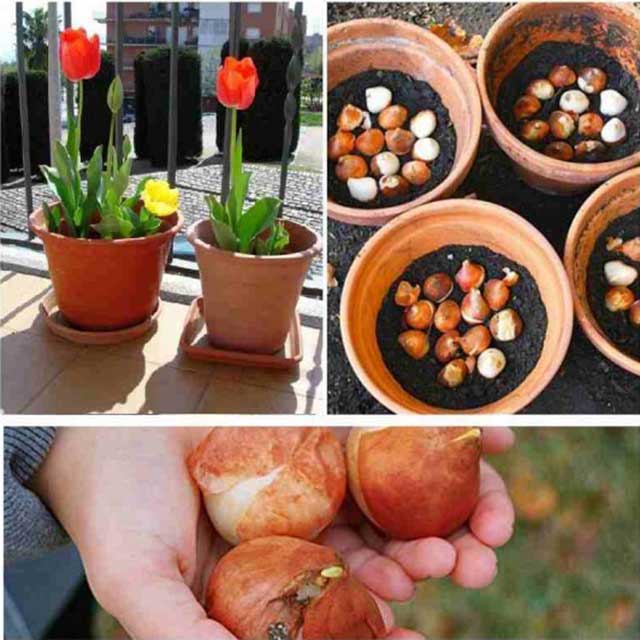 Quá trình trồng hoa tulip trong chậu - kythuatcanhtac.com