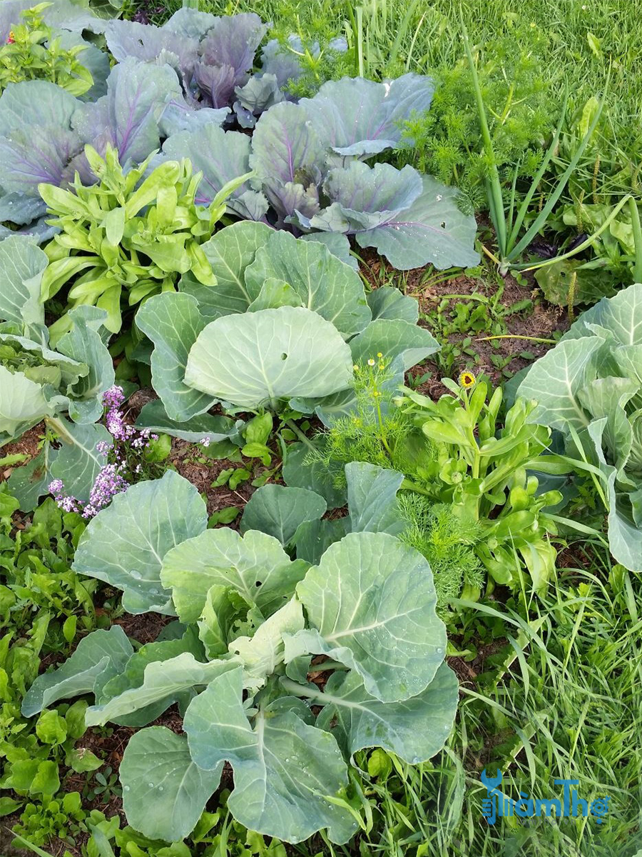 Mẹo trồng xen canh kế tiếp tận dụng tối đa đất vườn - kythuatcanhtac.com