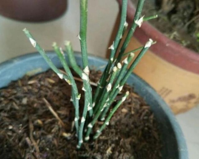 Mang loại hoa này ngắt hết lá và dưỡng lại, cây dễ dàng bung nở sau 2 tháng - 4 - kythuatcanhtac.com