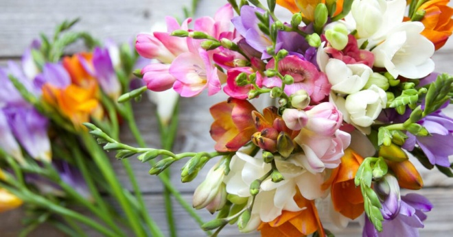 3 loại hoa có mùi thơm như nước hoa, chỉ cần nở một bông cũng đủ thơm cả nhà - 3 - kythuatcanhtac.com