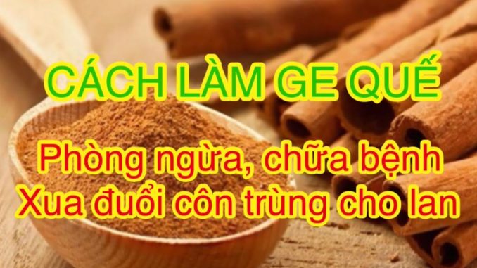 GE quế - kythuatcanhtac.com