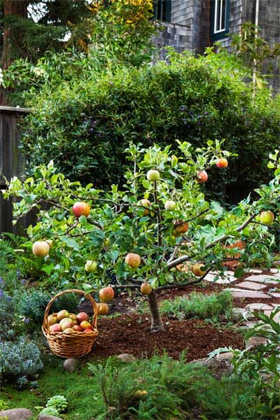 Hướng dẫn cách trồng táo đào vàng và bí kíp cắt tỉa cho quả năm tới - kythuatcanhtac.com