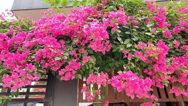 3 loại hoa mùa hè cắm cành vào chậu cũng sống, lười tưới nước một chút là nở đầy nhà - 1 - kythuatcanhtac.com