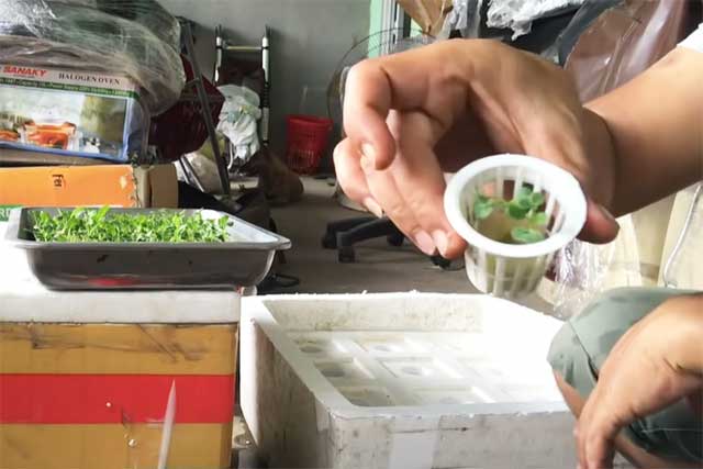 Cách trồng rau thủy canh tại nhà 3 - kythuatcanhtac.com